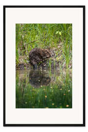 Gerahmter Kunstdruck Schweizer Biber am Flußufer
