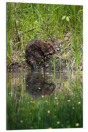 Gallery print Swiss beaver on the riverbank