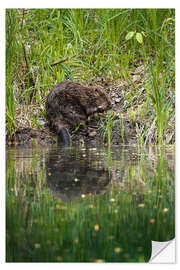 Selvklebende plakat Swiss beaver on the riverbank