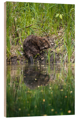 Wood print Swiss beaver on the riverbank