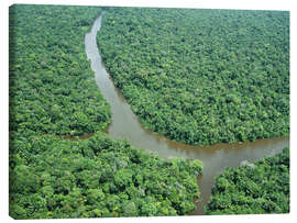 Lerretsbilde Amazon estuary