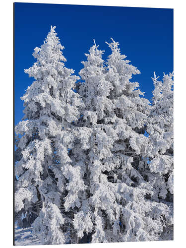 Alumiinitaulu Frozen trees in Switzerland