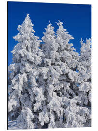 Alumiinitaulu Frozen trees in Switzerland