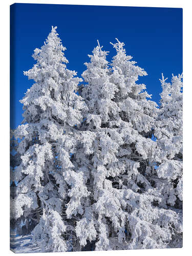 Leinwandbild Verschneite Bäume in der Schweiz