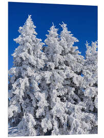 Obraz na PCV Frozen trees in Switzerland