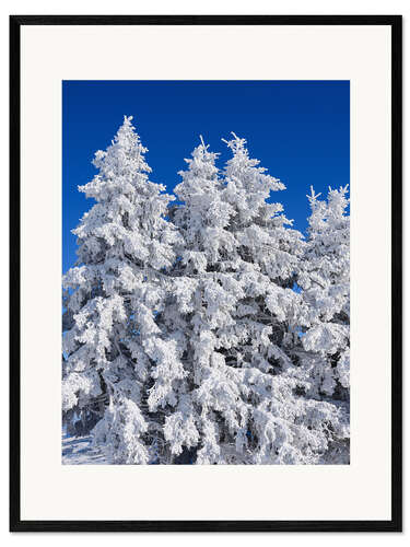 Stampa artistica con cornice Frozen trees in Switzerland