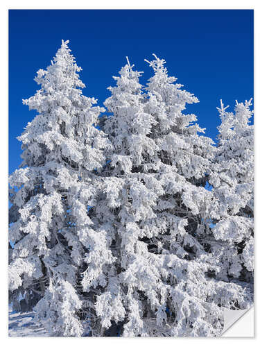 Selvklæbende plakat Frozen trees in Switzerland
