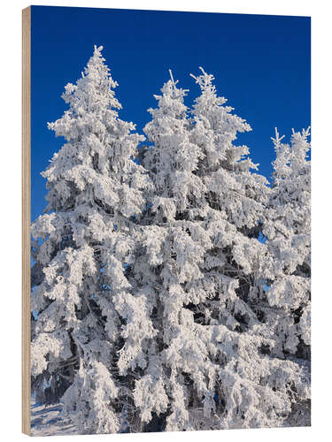 Cuadro de madera Frozen trees in Switzerland