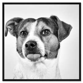 Gerahmter Kunstdruck Jack Russell Terrier streckt Zunge raus