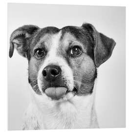 Foam board print Jack Russell Terrier sticks out tongue