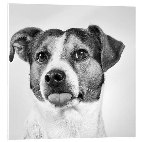 Gallery print Jack Russell Terrier sticks out tongue