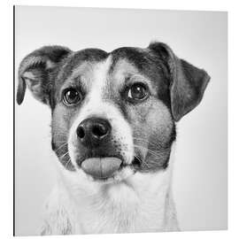 Magnettafel Jack Russell Terrier streckt Zunge raus