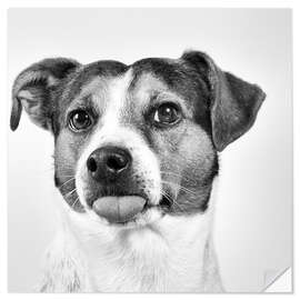 Vinilo para la pared Jack Russell Terrier sticks out tongue