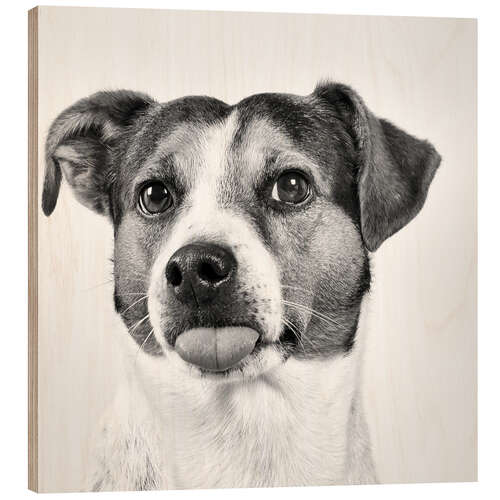 Quadro de madeira Jack Russell Terrier sticks out tongue