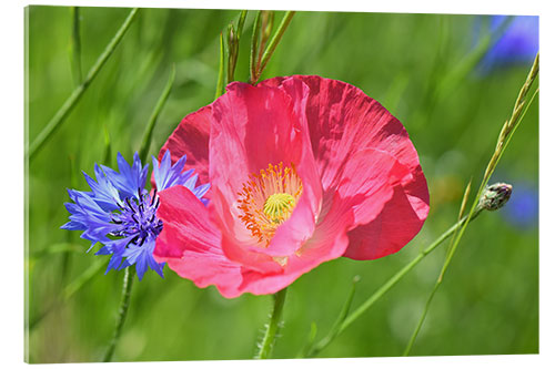 Akrylglastavla Blossom magic - poppy and cornflower