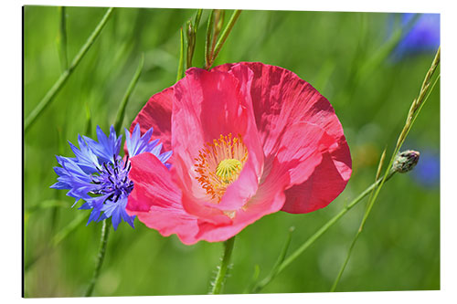 Obraz na aluminium Blossom magic - poppy and cornflower