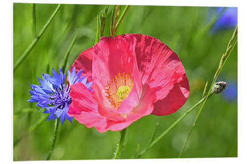 Foam board print Blossom magic - poppy and cornflower