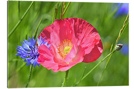 Gallery print Blossom magic - poppy and cornflower