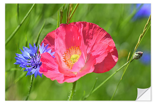 Autocolante decorativo Blossom magic - poppy and cornflower