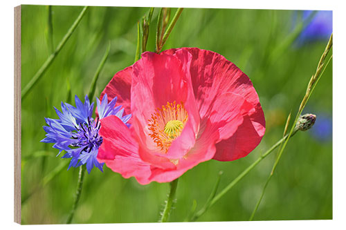 Puutaulu Blossom magic - poppy and cornflower