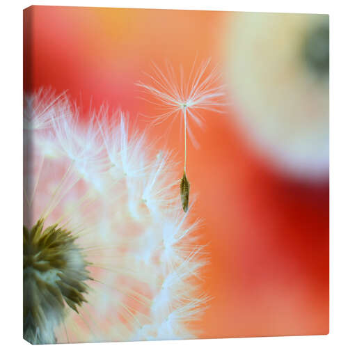 Canvas print Blowball seed