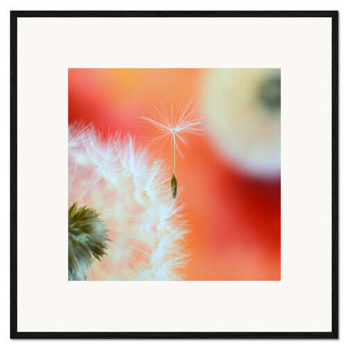 Gerahmter Kunstdruck Pusteblumen-Samen