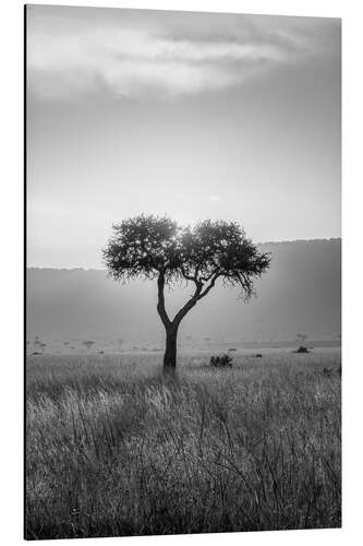 Aluminium print Acacia black and white, Maasai Mara, Kenya