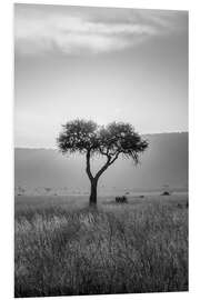 Foam board print Acacia black and white, Maasai Mara, Kenya