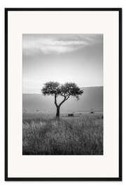 Gerahmter Kunstdruck Akazie schwarzweiß, Maasai Mara, Kenia