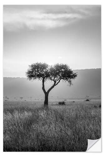 Selvklebende plakat Acacia black and white, Maasai Mara, Kenya