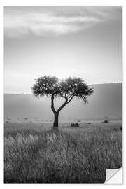 Sticker mural Acacia black and white, Maasai Mara, Kenya