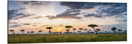 Stampa su alluminio Sunrise in the savannah of the Maasai Mara