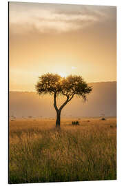 Aluminium print Acacia tree at sunset, Maasai Mara, Kenya