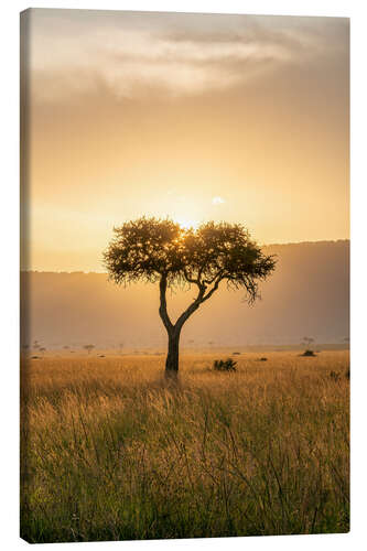 Canvas print Acacia tree at sunset, Maasai Mara, Kenya