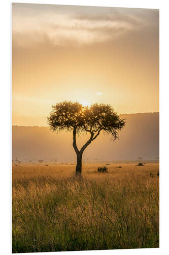 Foam board print Acacia tree at sunset, Maasai Mara, Kenya