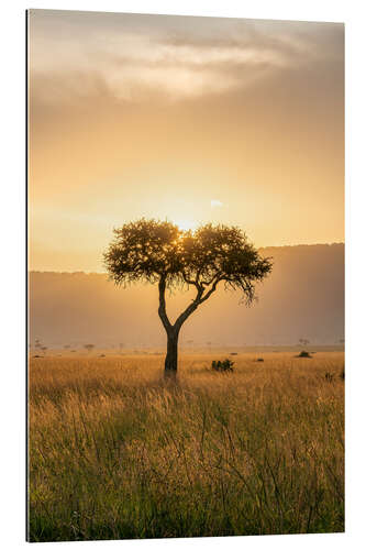 Galleriprint Acacia tree at sunset, Maasai Mara, Kenya