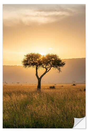 Sticker mural Acacia tree at sunset, Maasai Mara, Kenya