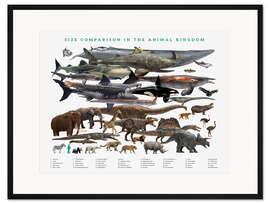 Gerahmter Kunstdruck Größenvergleich im Reich der Tiere (englisch)