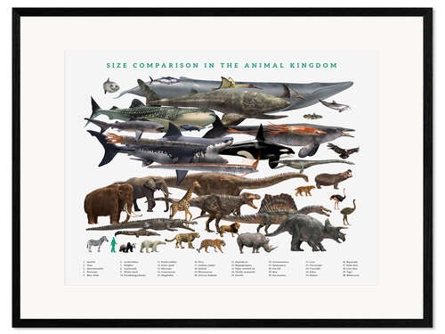 Impresión de arte enmarcada Size comparison in the animal kingdom