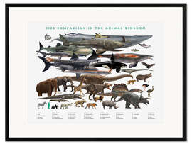 Framed art print Size comparison in the animal kingdom