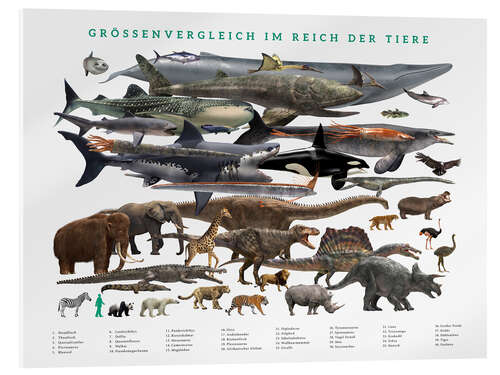 Stampa su vetro acrilico Size comparison in the animal kingdom (German)
