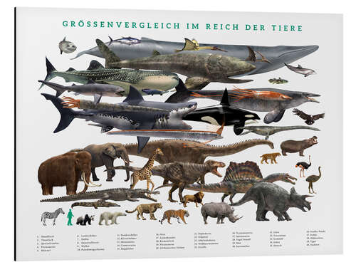 Tableau en aluminium Size comparison in the animal kingdom (German)