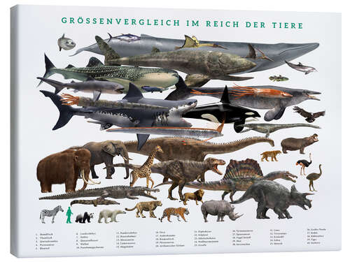 Lienzo Size comparison in the animal kingdom (German)