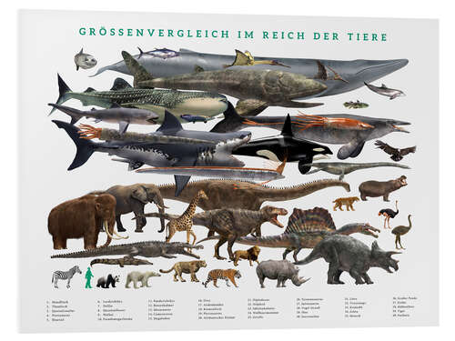 Tableau en PVC Size comparison in the animal kingdom (German)