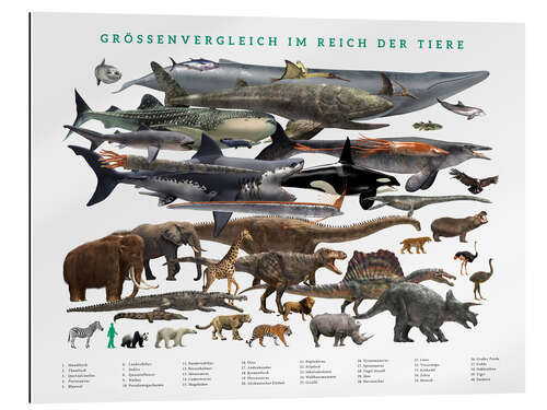 Tableau en plexi-alu Size comparison in the animal kingdom (German)