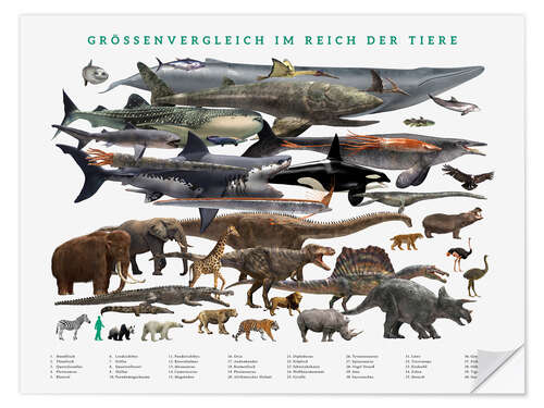 Vinilo para la pared Size comparison in the animal kingdom (German)