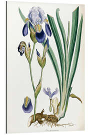 Aluminiumtavla Iris Germanica