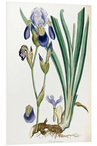 Foam board print Iris Germanica