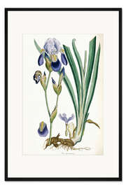 Gerahmter Kunstdruck Iris Germanica