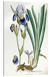 Gallery print Iris Germanica